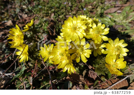 福寿草　ふくじゅそう　フクジュソウ 63877259