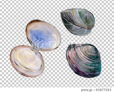 Watercolor illustration seafood shellfish seafood Watercolor illustration seafood shellfish seafood 63877263
