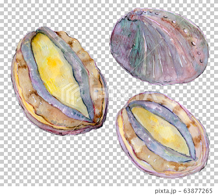 Watercolor illustration seafood shellfish seafood abalone 63877265