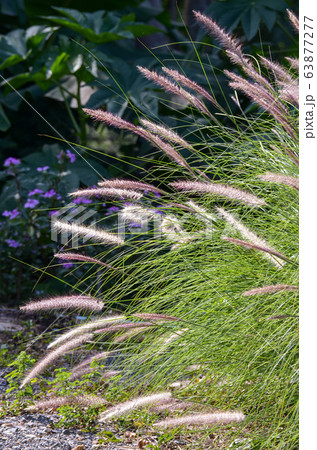 pennisetum setaceum grass in the outdoor garden pennisetum setaceum grass in the outdoor garden 63877277