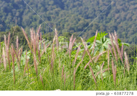 pennisetum setaceum grass in the outdoor garden 63877278