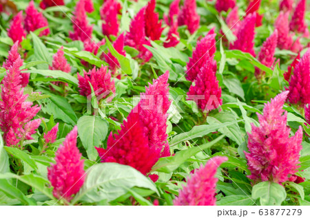 Cockscomb flowers or Celosia cristata in the garden Cockscomb flowers or Celosia cristata in the garden 63877279