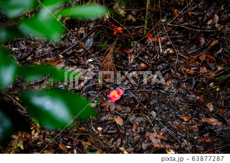 妻木城跡_椿 63877287