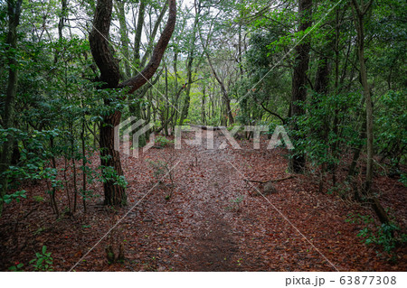 妻木城跡_伝 南曲輪 63877308