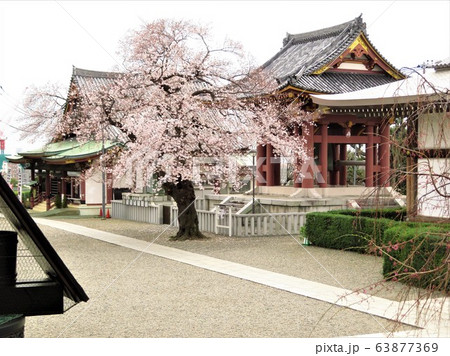 東京都大田区池上本門寺と桜 63877369