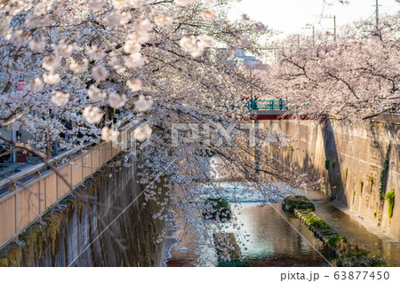 日本の春 東京都板橋区 石神井川沿いの桜並木 63877450