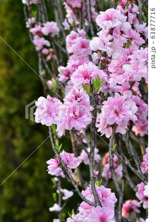 ハナモモのテルテヒメと推定される植物の枝に咲くピンク色の花を撮影した写真 ハナモモのテルテヒメと推定される植物の枝に咲くピンク色の花を撮影した写真 63877716