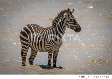 Plains zebra stands in muddy shallow lake Plains zebra stands in muddy shallow lake 63877738