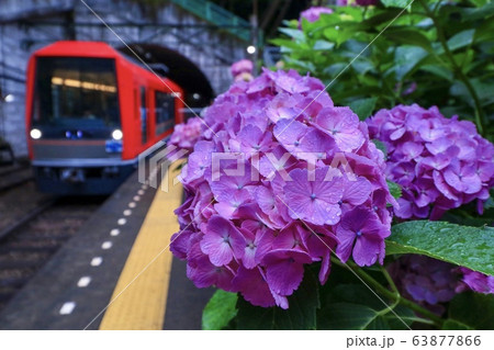 箱根登山鉄道　あじさい 63877866