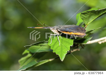 コノハチョウ 63877964