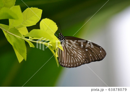 ツマムラサキマダラ 63878079