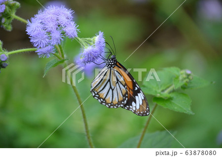 スジグロカバマダラ 63878080