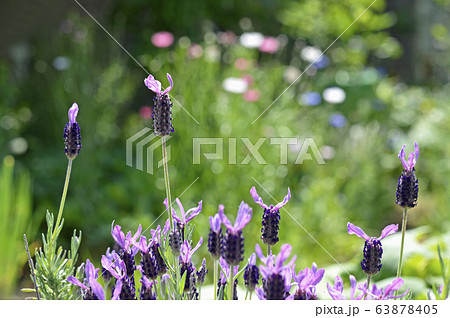 フレンチラベンダー 63878405
