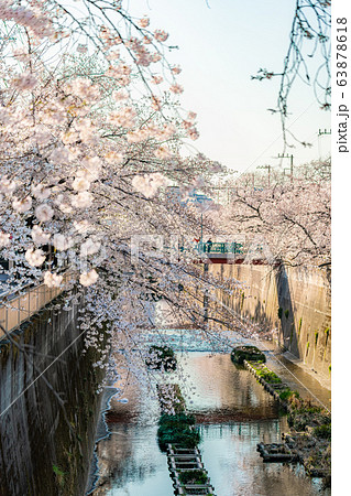 日本の春 東京都板橋区 石神井川沿いの桜並木 日本の春 東京都板橋区 石神井川沿いの桜並木 63878618
