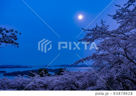 宮城県 松島町 満開の桜と西行戻しの松公園 春の松島湾 松島の月の写真素材