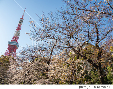 東京タワーと桜 東京タワーと桜 63879071