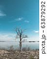 Lonely tree at the coast of big river. Small clouds in a deep blue sky 63879292