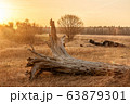 Golden sunrise and old fallen tree on dry grass 63879301
