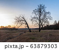 Group of trees on the meadow at sunrise 63879303
