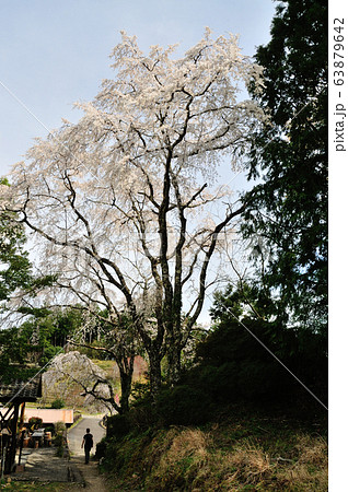 熊野古道 伏拝王子の枝垂れ桜 熊野古道 伏拝王子の枝垂れ桜 63879642