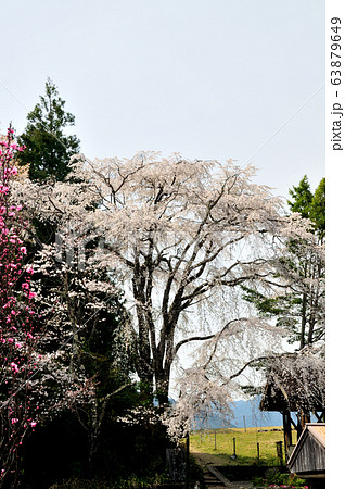 熊野古道 伏拝王子の枝垂れ桜 熊野古道 伏拝王子の枝垂れ桜 63879649