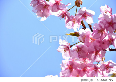 桜 河津桜 満開 桜 河津桜 満開 63880195