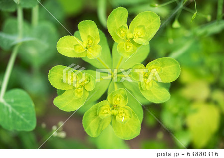 Euphorbia plant green close up Selective focus. Euphorbia plant green close up Selective focus. 63880316