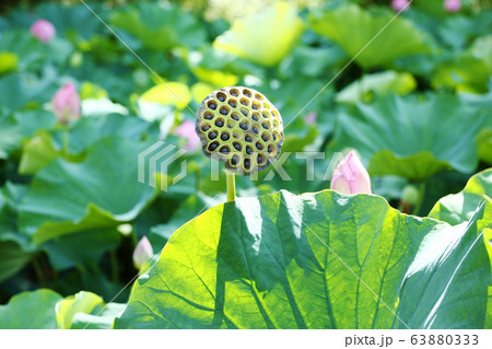 ハスの花托の写真素材