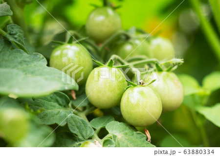 Green tomatoes on a branch grow in a greenhouse. Green tomatoes on a branch grow in a greenhouse. 63880334