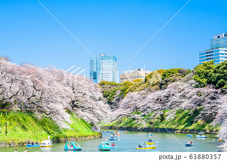 東京　千鳥ヶ淵の桜 63880357