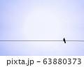 電線に止まる黒いカラス 63880373