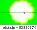 電線に止まる黒いカラス 緑 63880374