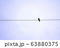 電線に止まる黒いカラス 63880375