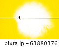 電線に止まる黒いカラス 黄色 63880376