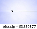 電線に止まる黒いカラス 63880377