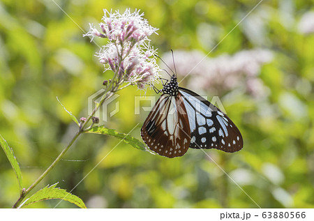 アサギマダラ 63880566