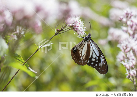 アサギマダラ 63880568