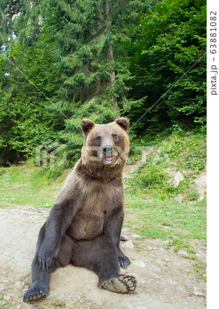 A bear sits on earth in a forest. 63881082