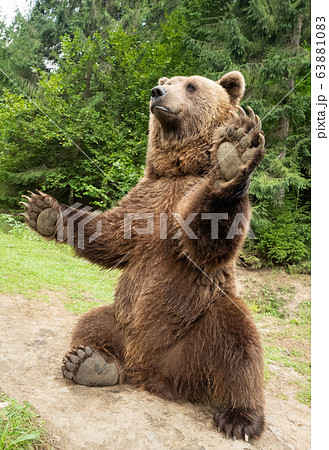 bear stands on its hind legs 63881083