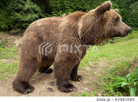 Brown bear stands on the background of the forest. 63881084