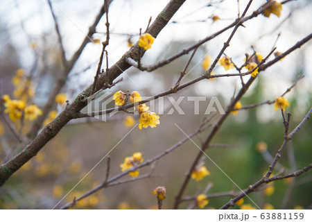 Chimonanthus praecox in early spring. The so-called caramel tree with small yellow flowers Chimonanthus praecox in early spring. The so-called caramel tree with small yellow flowers 63881159
