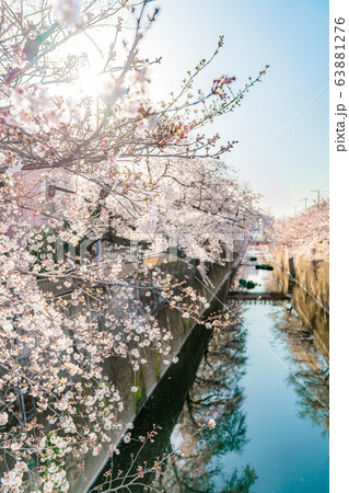 日本の春 東京都板橋区 石神井川沿いの桜並木 日本の春 東京都板橋区 石神井川沿いの桜並木 63881276