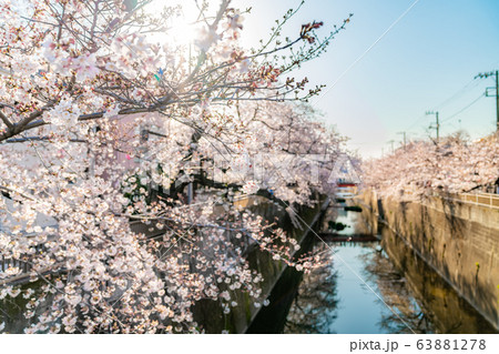 日本の春 東京都板橋区 石神井川沿いの桜並木 63881278