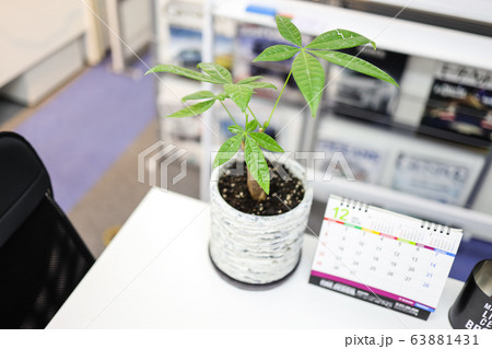 オフィスの観葉植物 63881431