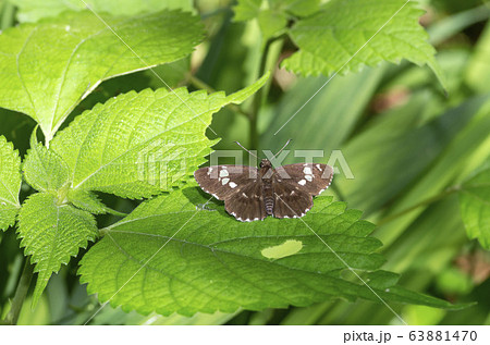 ダイミョウセセリ 63881470