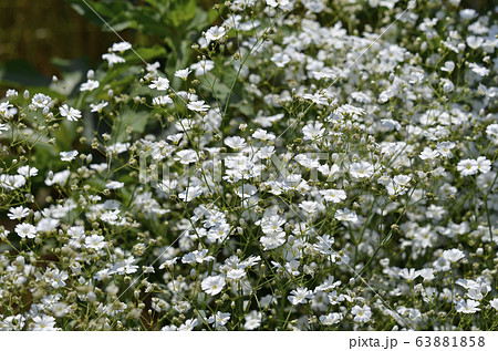 カスミソウ 63881858