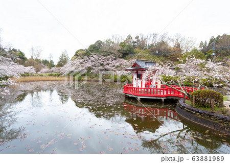 春の茂原公園 63881989