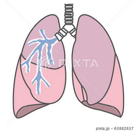 肺のイラスト 63882637