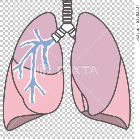 肺のイラスト 63882637