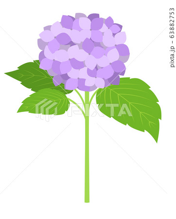 紫陽花の切り花 紫のイラスト素材